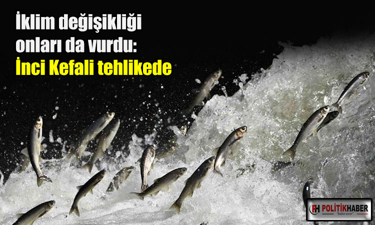 İnci kefali tehlikede!