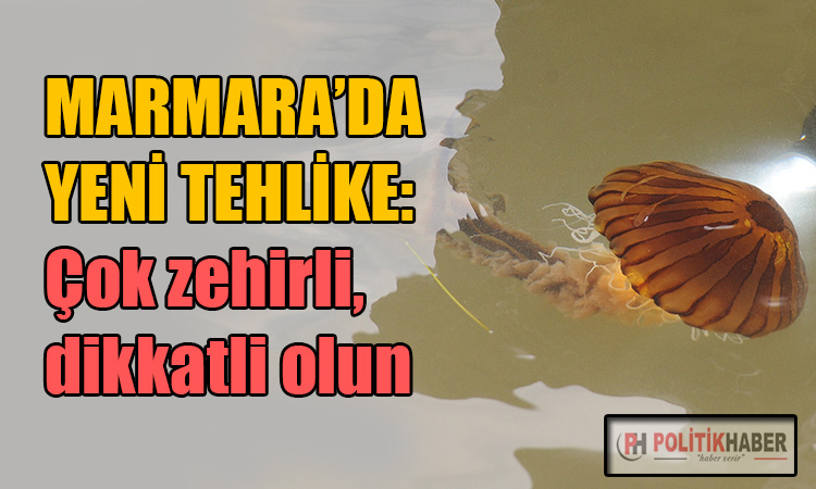 Marmara'da zehirli pusula denizanası alarmı!
