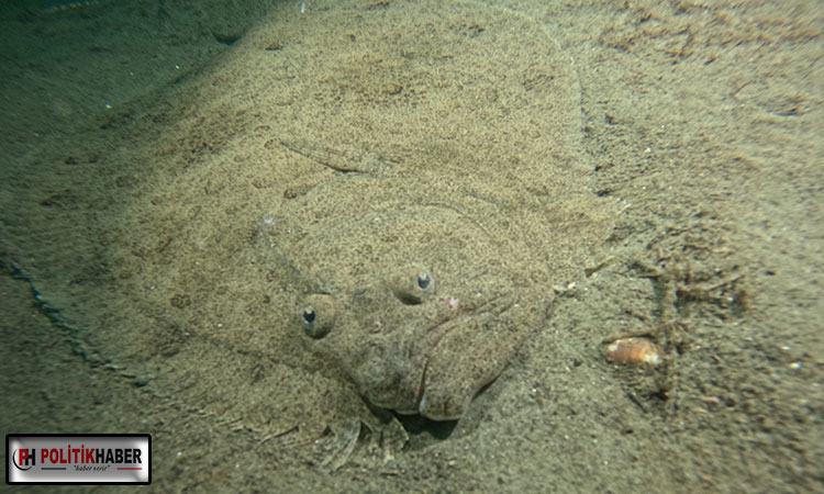 Marmara Denizi’nin ekolojik yapısı mercek altında