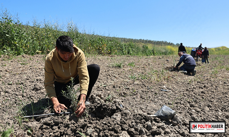 Nilüfer Belediyesi Konaklı’ya 800 zeytin fidanı dikti