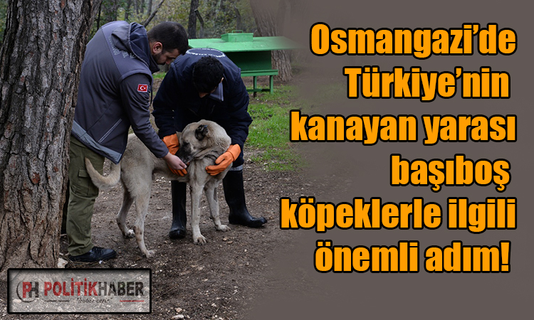 Osmangazi'de başıboş köpekler mercek altında!