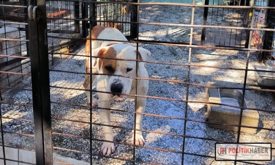 Ata saldıran köpek yakalandı!