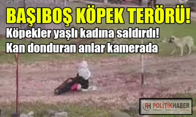 Başıboş köpek terörü durdurulamıyor!