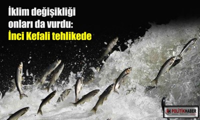 İnci kefali tehlikede!