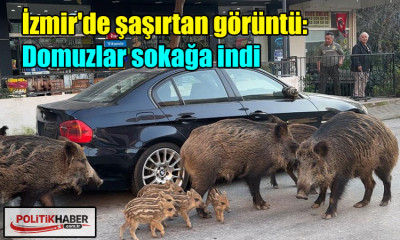 İzmir'de domuzlar sokağa indi!