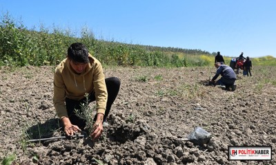 Nilüfer Belediyesi Konaklı’ya 800 zeytin fidanı dikti