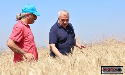 Nilüfer’de buğday hasadı başladı