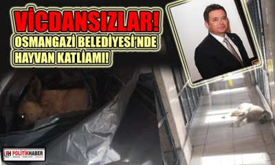 Osmangazi Belediyesi'nde hayvan katliamı!