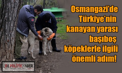 Osmangazi'de başıboş köpekler mercek altında!
