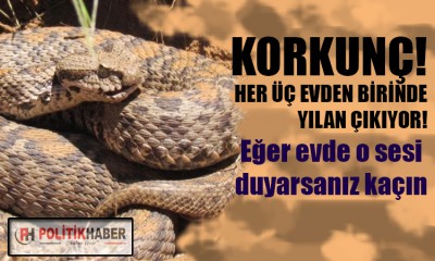 Türkiye'de yılan kabusu başladı!