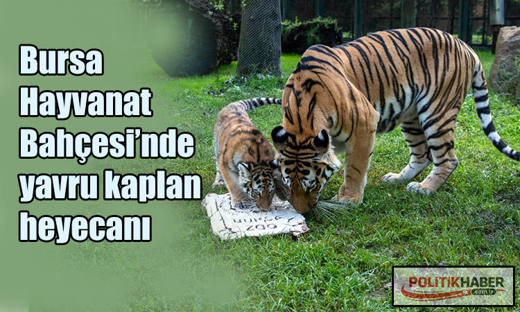 Bursa Hayvanat Bahçesi’nde yavru kaplan heyecanı