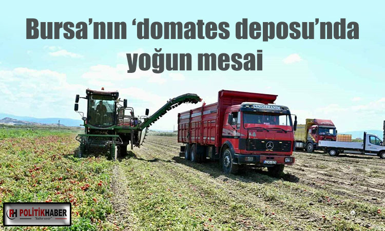 Bursa’nın ‘domates deposu’nda yoğun mesai
