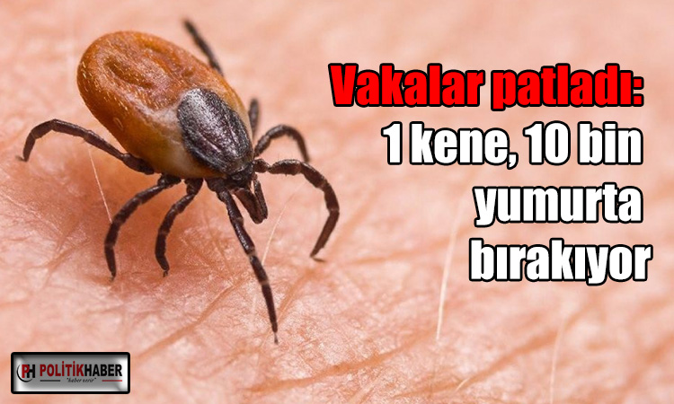 Kene vakalarında korkutan artış!