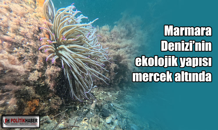 Marmara Denizi’nin ekolojik yapısı mercek altında