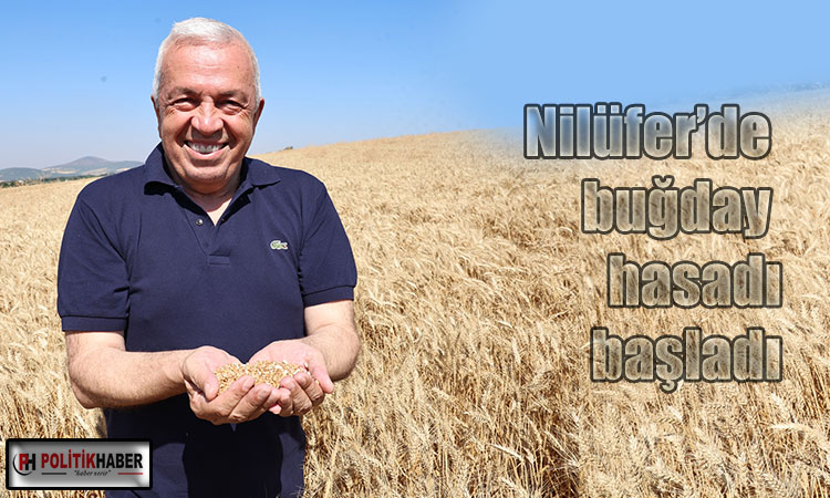 Nilüfer’de buğday hasadı başladı