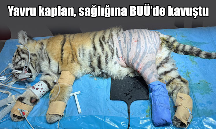 Yavru kaplan, sağlığına BUÜ’de kavuştu